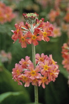 Primrose, Primula, Candelabra primrose, Primula japonica.