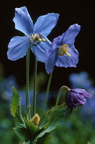 Himalayan Blue Poppy, Meconopsis grandis.