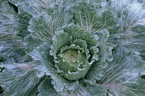 Cabbage, Savoy cabbage, Brassica oleracea subauda.