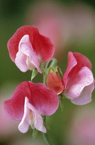 Sweetpea, Lathyrus odoratus.