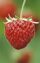 Strawberry, Fragaria x ananassa 'Pandora'.