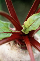 Beetroot, Beta vulgaris.