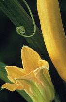 Courgette, Curcubita pepo.