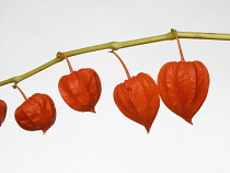 Chinese Lantern, Physalis alkekengi.