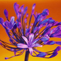 Agapanthus.