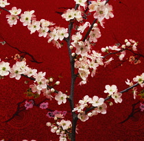 Cherry, Prunus.