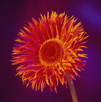 Gerbera.