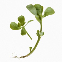 Purslane, Portulaca oleracea.