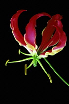 Gloriosalily, Gloriosa superba 'Rothschildiana'.