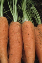 Carrot, Daucus carota.