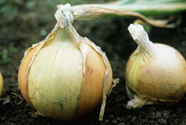 Onion, Allium cepa.