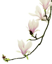 Magnolia, Magnolia soulangeana.