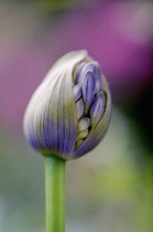 Agapanthus.