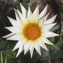 Treasureflower, Gazania.