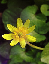 Celandine, Ranunculus ficaria.