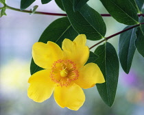 Hypericum.