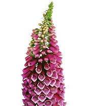 Foxglove, Digitalis purpurea.