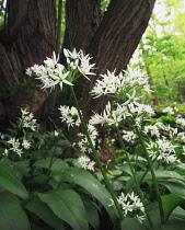 Wildgarlic, Ramsons, Allium ursinum.