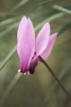 Cyclamen.