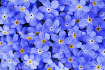 Forget-me-not, Myosotis.