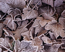 Sycamore, Acer pseudoplatanus.