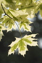 Maple, Norway maple variegated, Acer platanoides variegata.