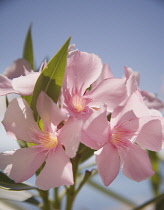 Oleander, Nerium oleander.