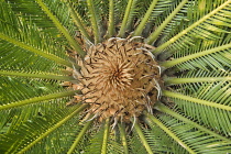 Cycad, Cycas cycadaceae.