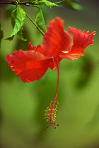 Hibiscus, Hibiscus rosa-sinensis.
