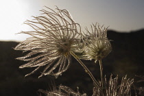 Pasque flower, Pulsatilla alpina.