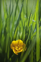 Buttercup, Creeping buttercup, Rananculus repens.