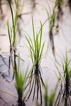 Rice, Oryza sativa.