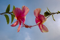 Hibiscus, Hibiscus rosa-sinensis.