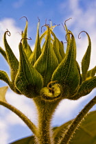Sunflower, Helianthus annuus 'Russian Giant'.
