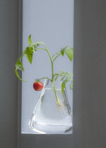 Tomato, Lycopersicon esculentum 'Gardeners Delight'.