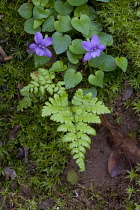 Violet, Sweet violet, Viola odorata.