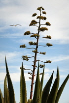 Agave, Agave americana.