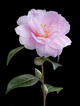 Camellia, Camellia x williamsii 'Donation'.