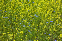 Oilseedrape, Brassica napus oleifera.