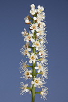Laurel, Prunus laurocerasus.