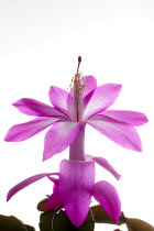 Christmas Cactus, Schlumbergera.