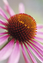 Echinacea, Purple coneflower, Echinacea.