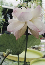 Lotus, Sacred lotus, Nelumbo nucifera.