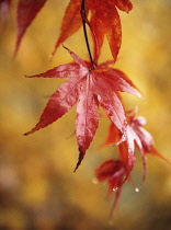 Japanese Maple, Acer palmatum ozakazuki.