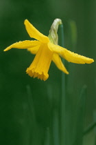 Narcissus, Narcissus 'February gold'.