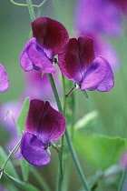 Sweetpea, Lathyrus odoratus 'Matucana'.