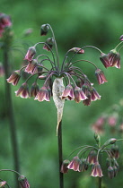 Nectaroscordum, Nectaroscordum siculum bulgaricum.