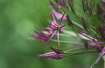 Allium, Allium cristophii.