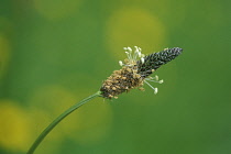 Plantain, Ribwort, Plantago lanceolata.