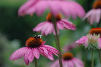 Echinacea, Purple coneflower, Echinacea.